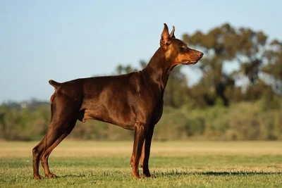 The Ultimate Guide to Caring for Your Doberman Puppy