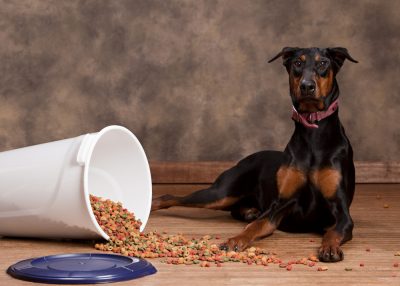 Feeding Your Doberman Puppy