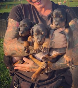 Best Healthy Doberman Puppies Breeders in the USA and Canada