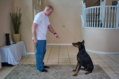 Training Your Doberman Puppy