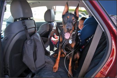 Traveling with Your Doberman Puppy: Tips for Stress-Free Trips