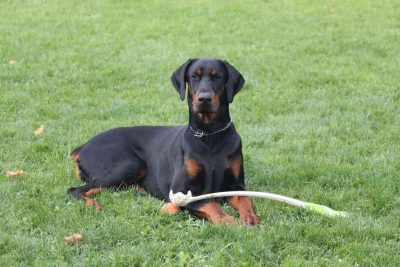 How much exercise does my Doberman need
