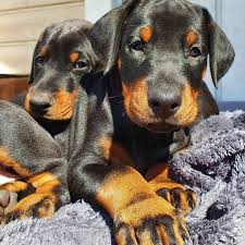 Best Place to Buy Doberman Pinscher Puppies Under $500